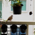 Montaż siatki na ptaki na wysokim balkonie – dlaczego warto zatrudnić fachowców
