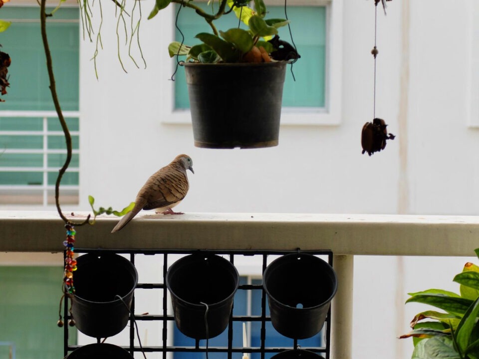 Montaż siatki na ptaki na wysokim balkonie – dlaczego warto zatrudnić fachowców